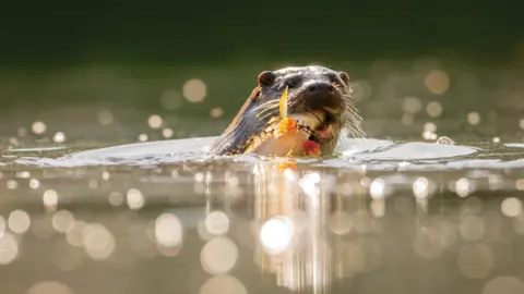 Marc Freebrey A European otter is captured in the water with a fish in its mouth.  The sunlight on the water creates dazzling bursts of light. 