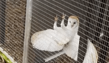 A white barn owl hanging onto a metal fancy with its claws and its wings spread out behind it.