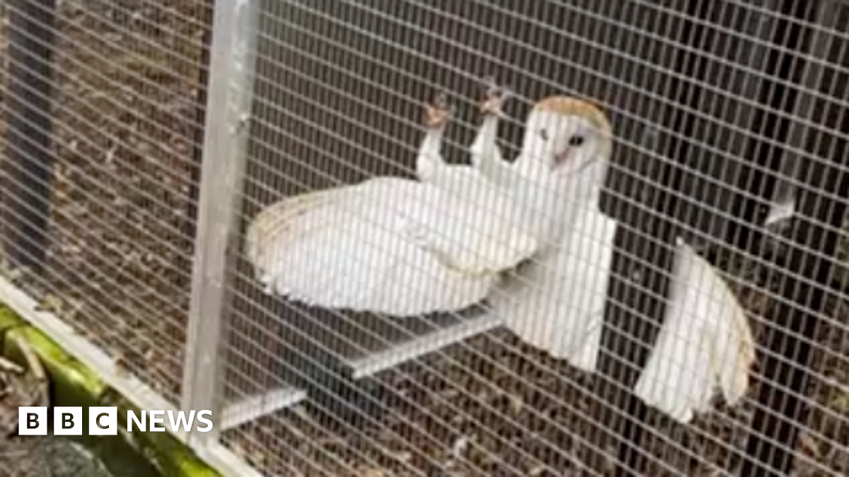 A white barn owl hanging onto a metal fancy with its claws and its wings spread out behind it.