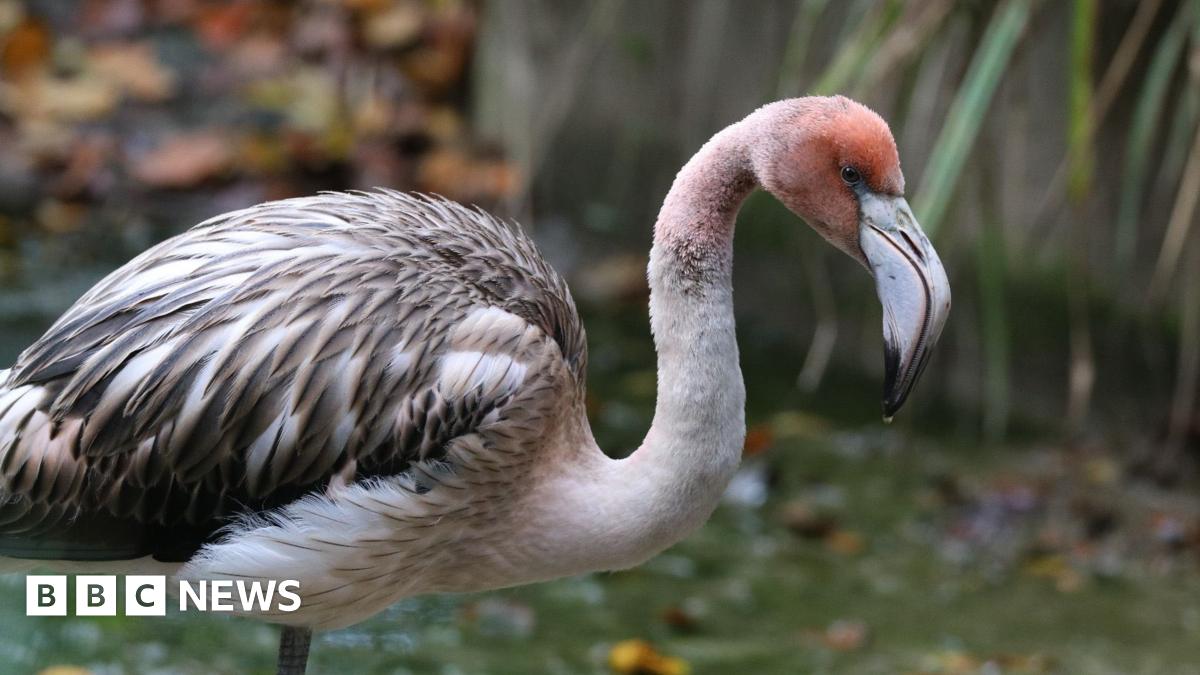 A young flamingo is standing in shallow waves.