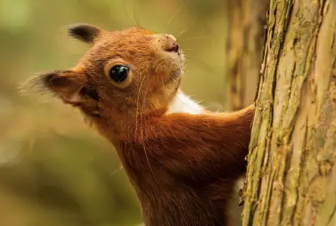 Robert McCrory A close-up of a red squirrel clinging to the rough bark of a tree, its sharp claws gripping firmly. The squirrel’s bright, glossy eye and tufted ears stand out against its rich reddish-brown fur. 
