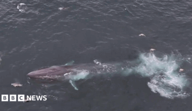 The picture shows a large marine animal, specifically a fin whale, swimming near the surface of the ocean. The whale’s long, streamlined body and pointed head are clearly visible, along with lighter patches near its pectoral fins. There is a noticeable disturbance in the water behind the whale, likely caused by its movement or tail stroke. Several seabirds are scattered around the whale, possibly attracted by fish or feeding activity in the area.