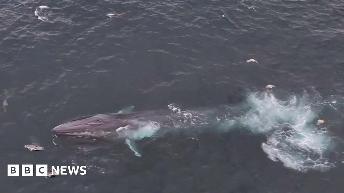 The picture shows a large marine animal, specifically a fin whale, swimming near the surface of the ocean. The whale’s long, streamlined body and pointed head are clearly visible, along with lighter patches near its pectoral fins. There is a noticeable disturbance in the water behind the whale, likely caused by its movement or tail stroke. Several seabirds are scattered around the whale, possibly attracted by fish or feeding activity in the area.