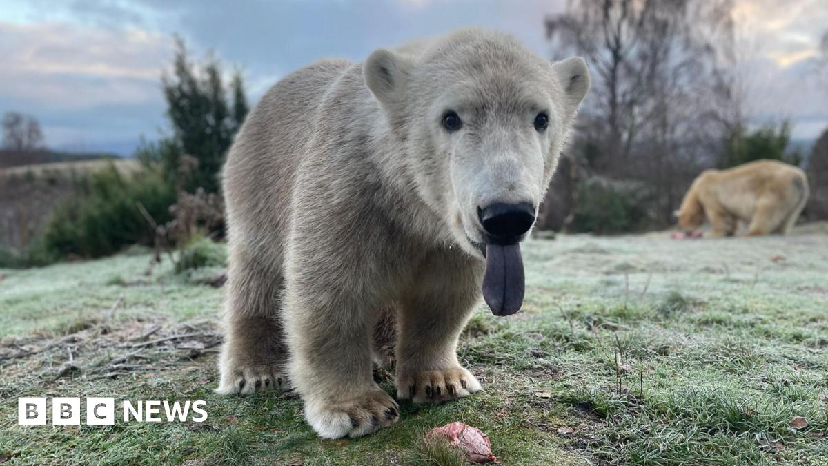 Brodie is still quite young and small. He is standing in a large grassy enclosure. He has white fur, a black nose and has his pinky-blue tongue hanging out of his mouth.