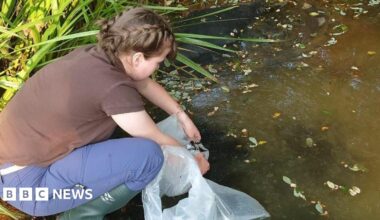 A woman kneeling down next to a pond. The woman is holding a plastic bag close to the water to release the species. The water is murky and leaves are floating on the surface.