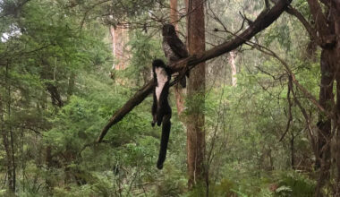Brutal moment between two rare Aussie animals photographed after 'sixth sense' moment in bush