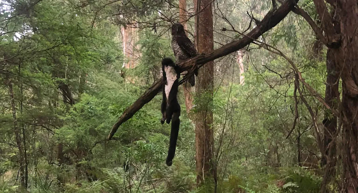 Brutal moment between two rare Aussie animals photographed after 'sixth sense' moment in bush