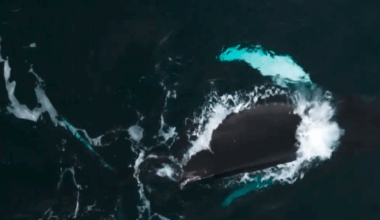 This picture shows a humpback whale swimming near the ocean surface, viewed from above. The whale’s dark body is clearly visible, with white water breaking along its back as it moves. Two bright turquoise patches stand out in the water—these are the whale’s pectoral fins, which often appear lighter underneath and glow through the water. The surrounding sea is deep green, with foamy streaks created by the whale’s movement.