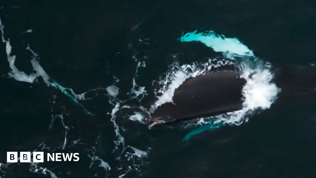 This picture shows a humpback whale swimming near the ocean surface, viewed from above. The whale’s dark body is clearly visible, with white water breaking along its back as it moves. Two bright turquoise patches stand out in the water—these are the whale’s pectoral fins, which often appear lighter underneath and glow through the water. The surrounding sea is deep green, with foamy streaks created by the whale’s movement.