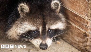 Raccoons may be on their way to becoming America's next pet