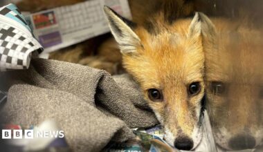 Fox cuddled up inside a cage