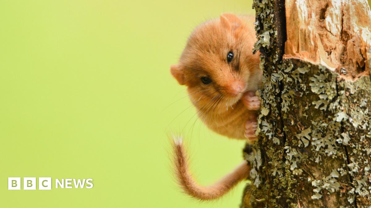 A hazel dormouse clings to a tree trunk and peers intently at the camera.