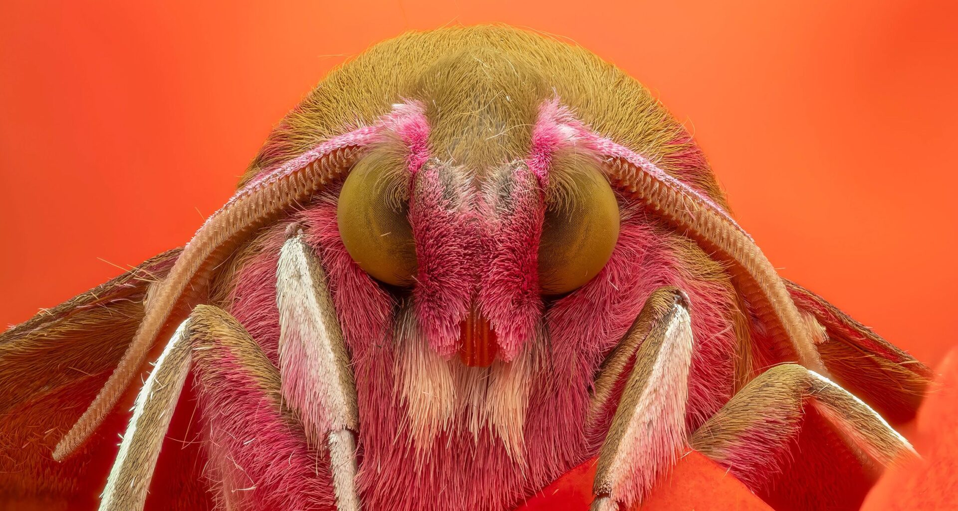 This stunning macro shot was captured on an Olympus Micro Four Thirds camera – and recognized for its photographic excellence