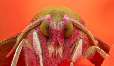 This stunning macro shot was captured on an Olympus Micro Four Thirds camera – and recognized for its photographic excellence