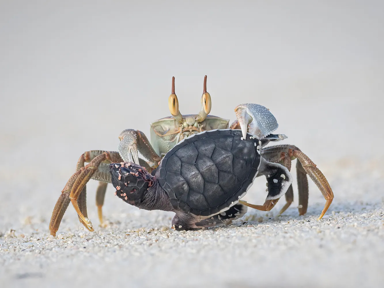 A large crab holding a small turtle, with another tiny crab perched on top, set against a sandy beach background