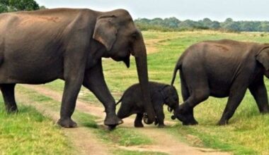 How many Elephants in Sri Lanka : Latest Data revealed