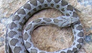 A new snake has been spotted in Malta