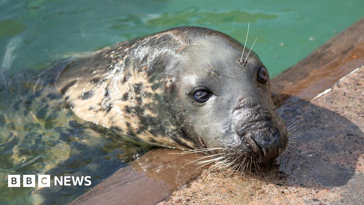 A seal resting its head on the edge of a pool, looking towards the camera.