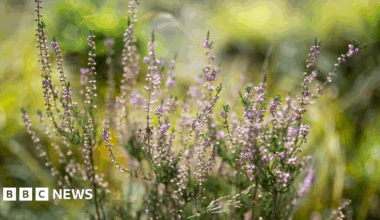 In focus are lavender flowers with the green grass background blurred.