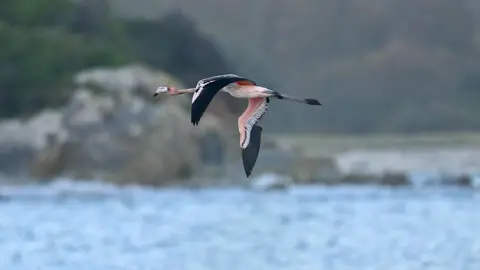 Mickaël Belliot A juvenile flamingo flying above water. The bird has a mixture of pink and black feathers and has some feathers clipped on its right wing. There are rocks and trees in the background and some smaller birds flying beneath the flamingo.