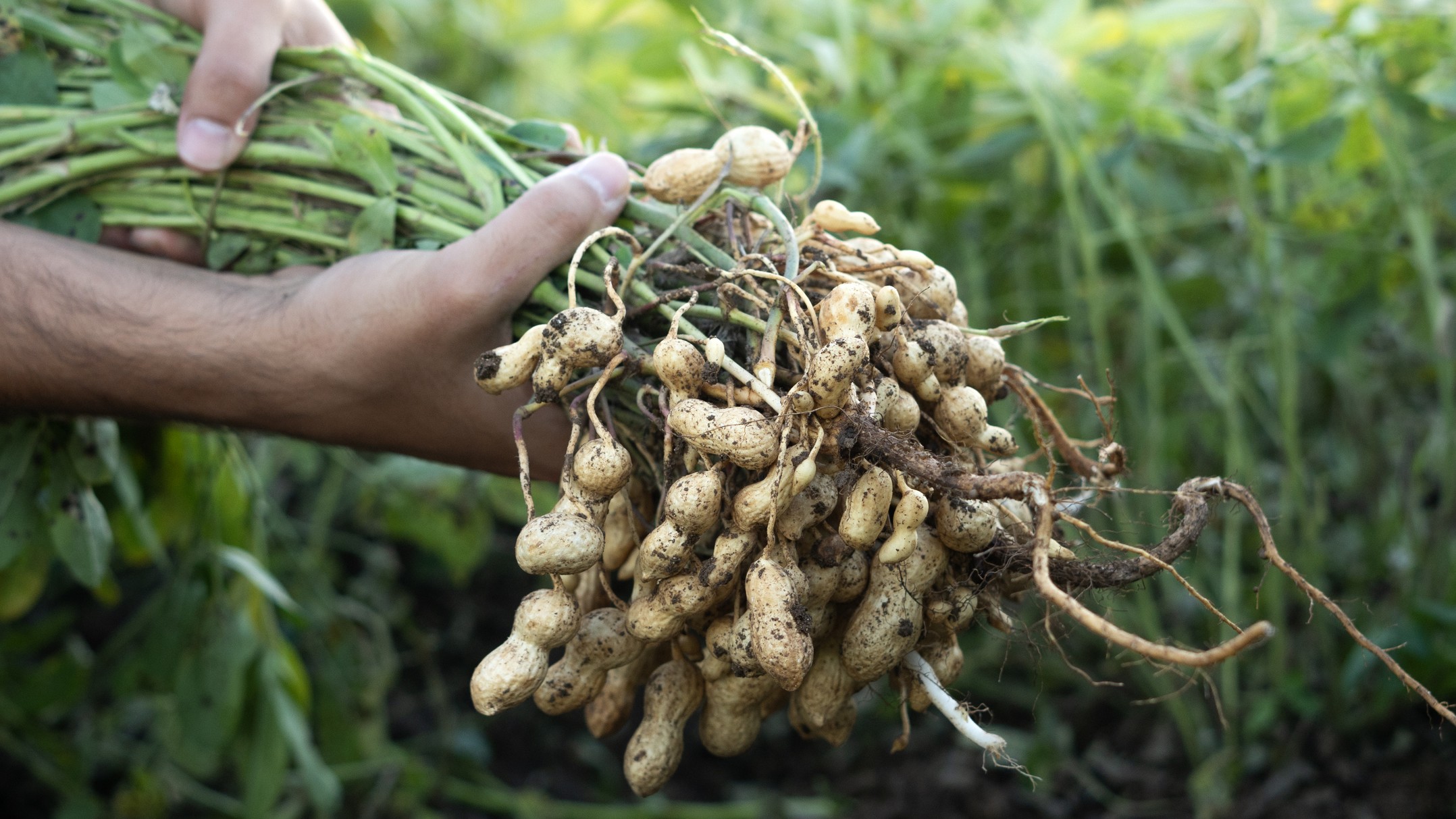 a person holds a mature peanut plant, this is a close up view of the peanut part of the plant that grows underground.