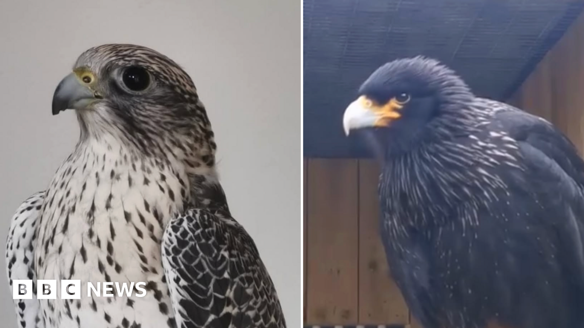 A composite image showing a Gyr Falcon and a Striated Caracara. The bird on the left of the image is brown/grey and white and has a grey and black beak. The bird on the right has black feathers and a yellow and grey beak.