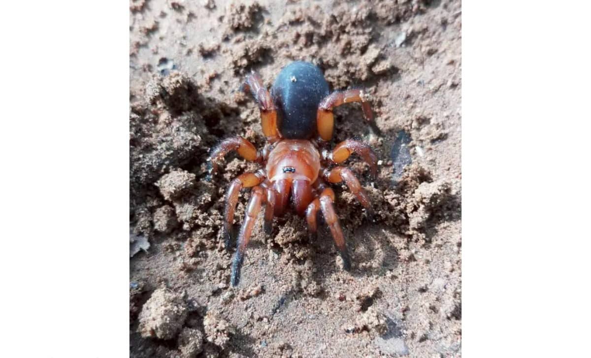 Female Damarchus Inazuma