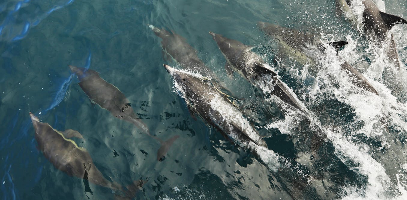 A new way to measure the age of dolphins opens a window onto the lives of these iconic animals