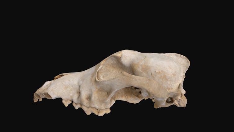 A cream skull with a sharp snout against a black background.
