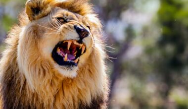 Lions have two types of roar – new research