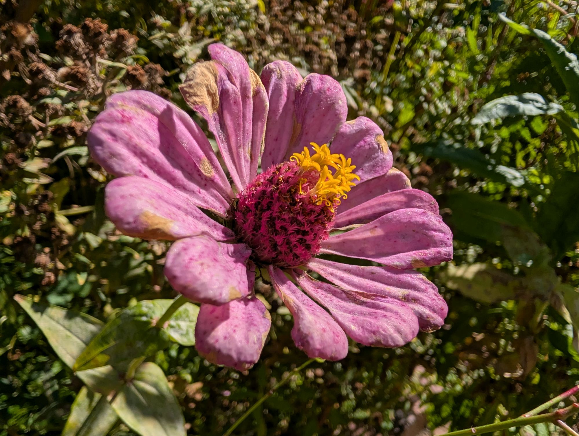 Google Pixel 10 Pro XL macro sample.