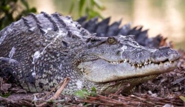 Scientists discover crocodile species that hunted like a leopard - The Independent