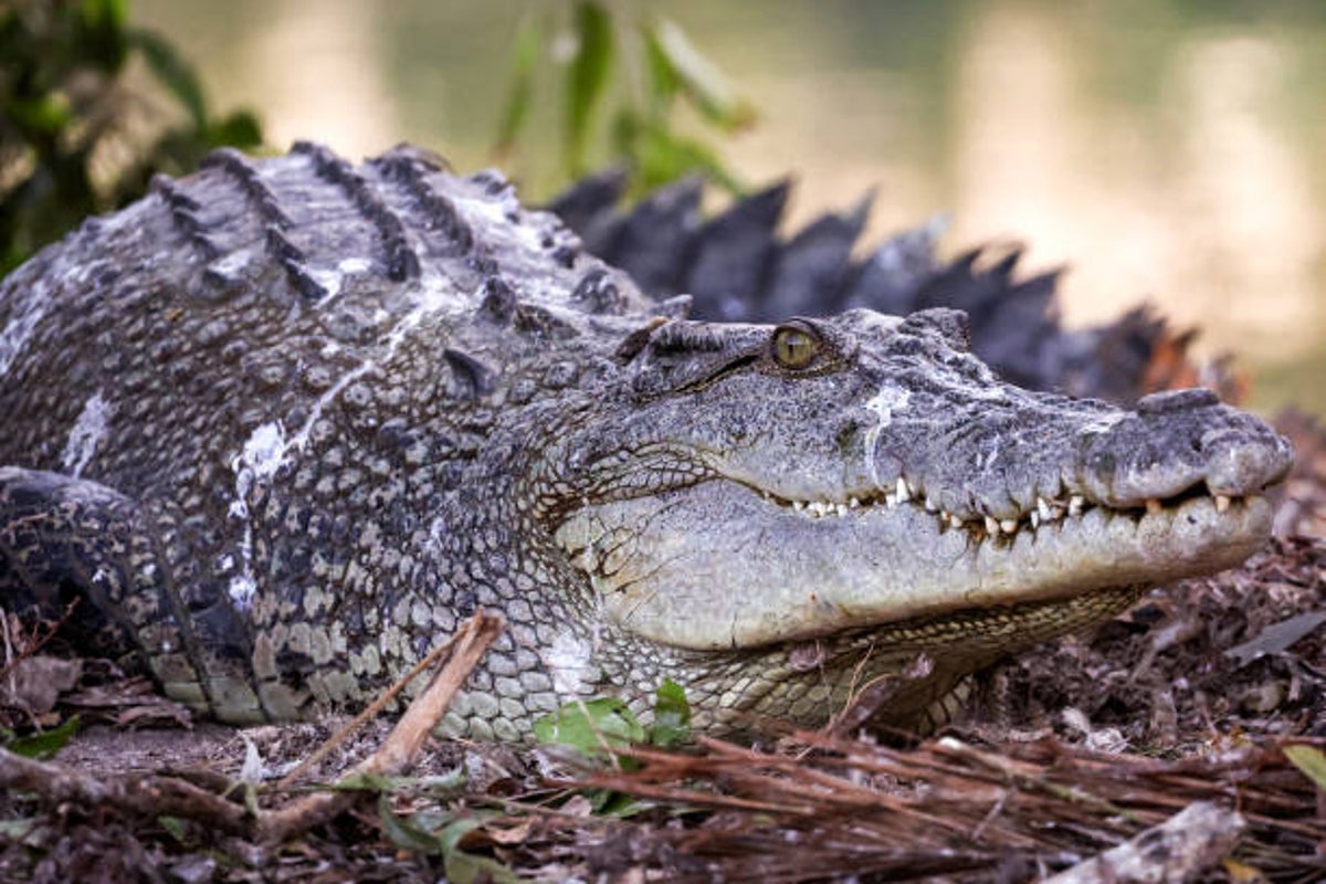 Scientists discover crocodile species that hunted like a leopard - The Independent