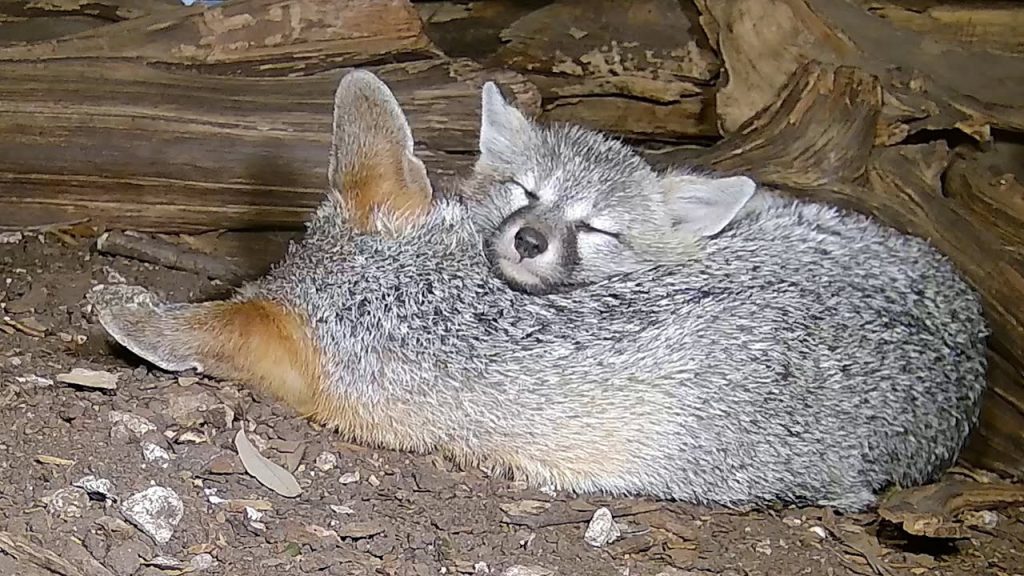 Two gray fox pups cuddling.