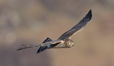 Hen Harrier found dead in Northumberland National Park with shotgun damage to satellite tag – Raptor Persecution UK