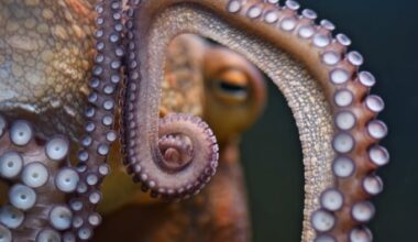 Close-up of an octopus's tentacles underwater, showing detailed suckers and textured skin.