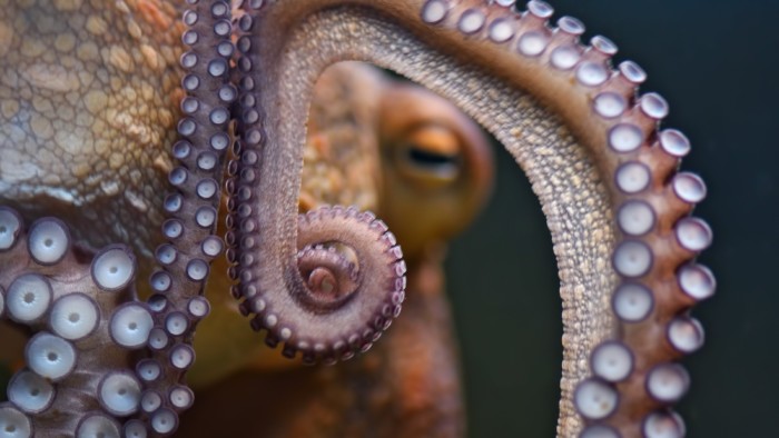 Close-up of an octopus's tentacles underwater, showing detailed suckers and textured skin.