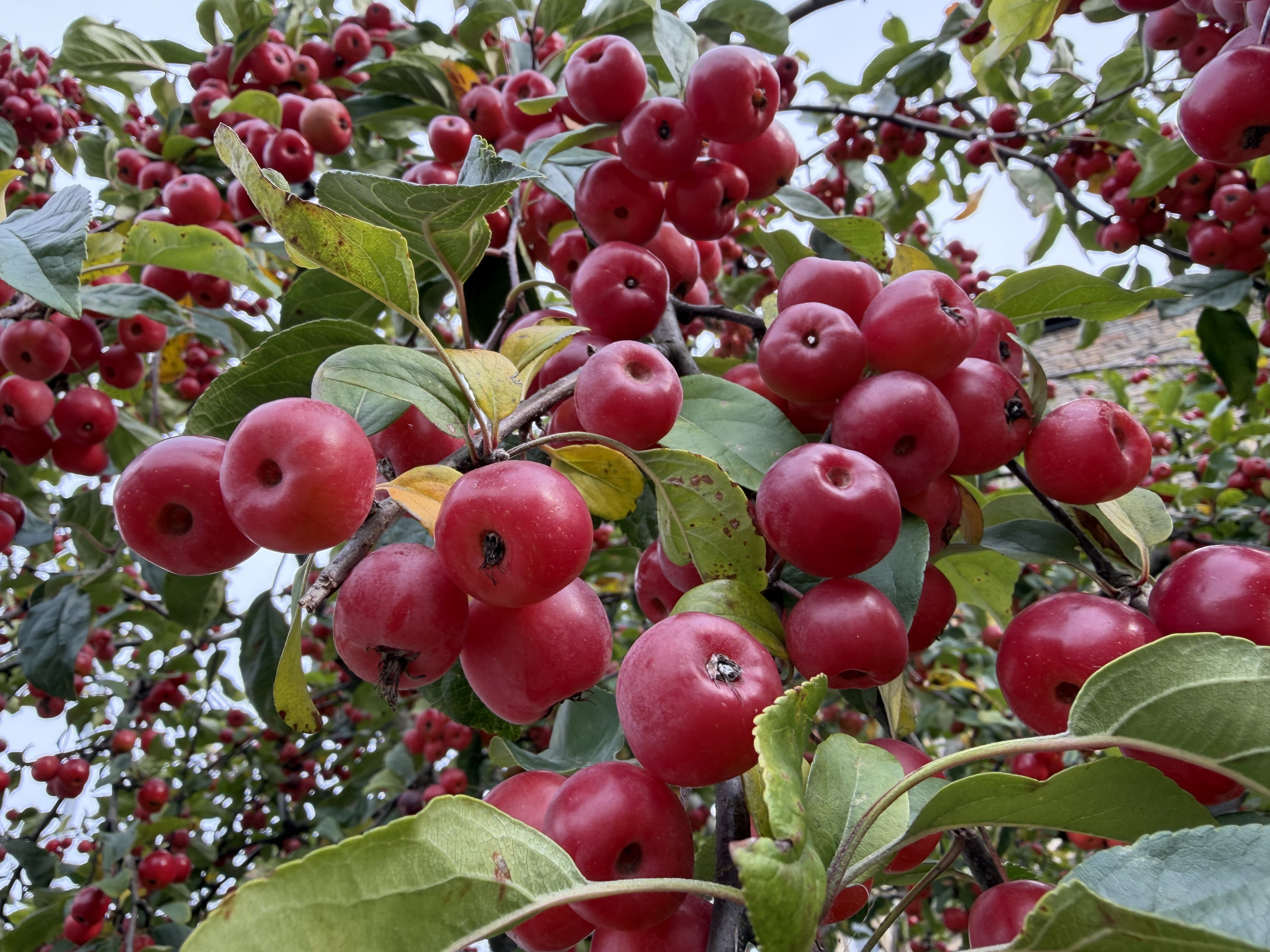 iPhone 17 Pro Macro sample