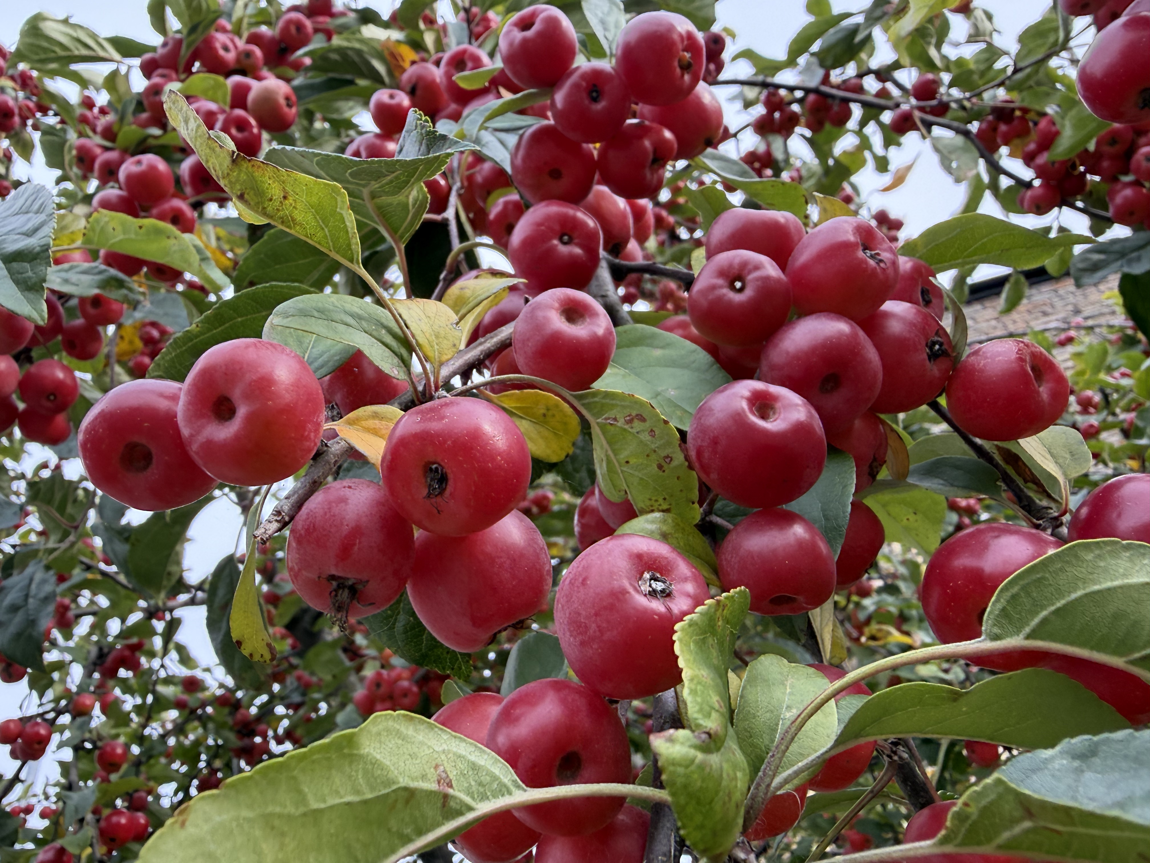 iPhone 17 Macro sample.