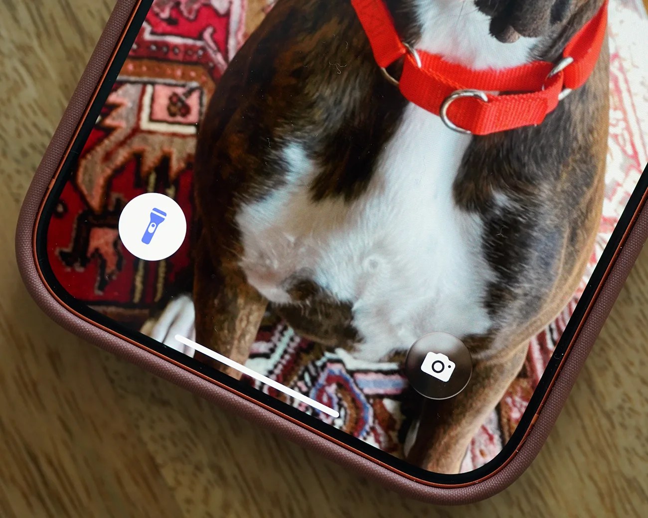 Close-up of a smartphone screen showing a dog with a red collar on a patterned rug, with camera and flashlight icons visible.