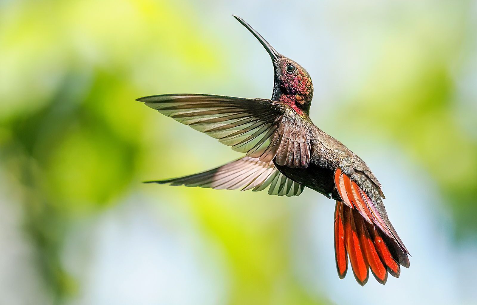 A vibrant hummingbird with iridescent plumage and striking red tail feathers hovers gracefully against a blurred green background