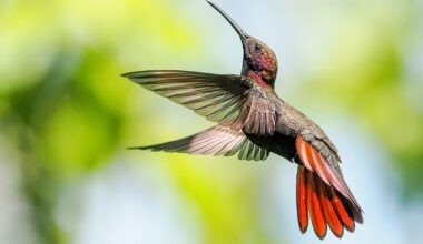 A vibrant hummingbird with iridescent plumage and striking red tail feathers hovers gracefully against a blurred green background