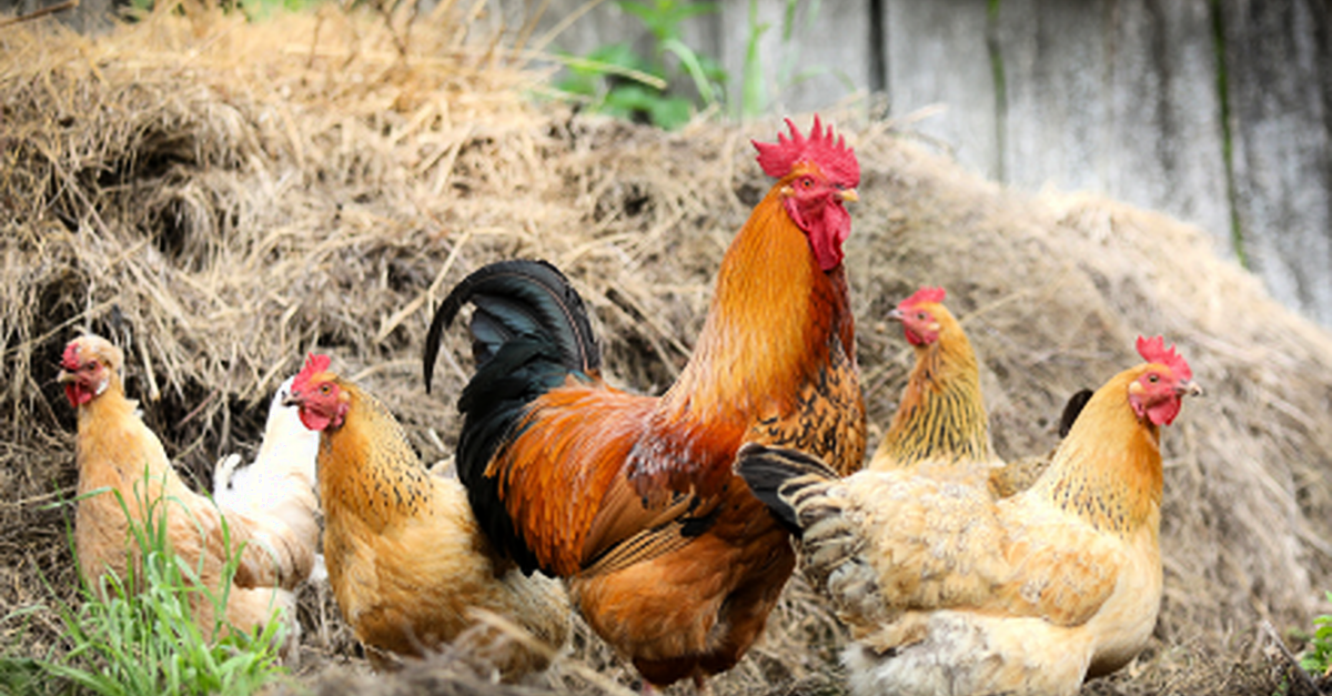 Monaghan poultry farmer 'very worried' about bird flu
