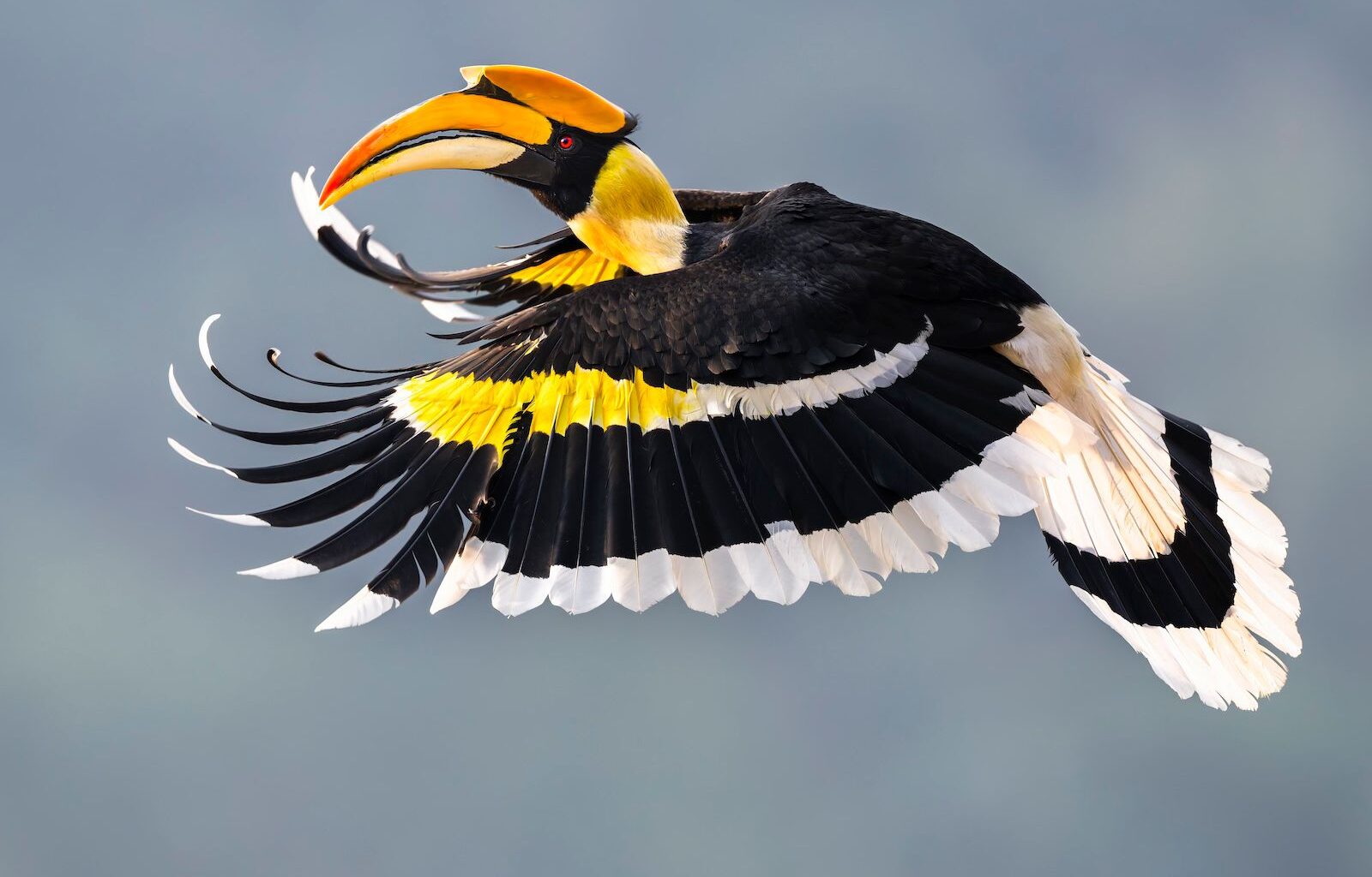 A colorful hornbill in flight, showcasing its vibrant yellow and black plumage and large, curved bill against a blurred background