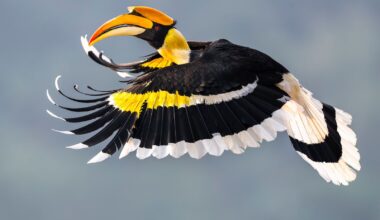 A colorful hornbill in flight, showcasing its vibrant yellow and black plumage and large, curved bill against a blurred background