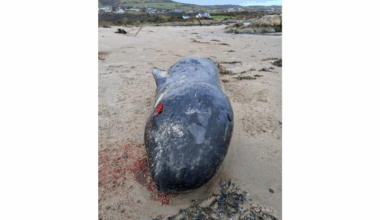 New whale species for Ireland washes up in Donegal - Highland Radio