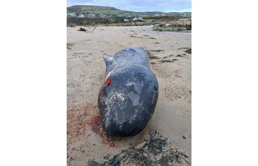 New whale species for Ireland washes up in Donegal - Highland Radio