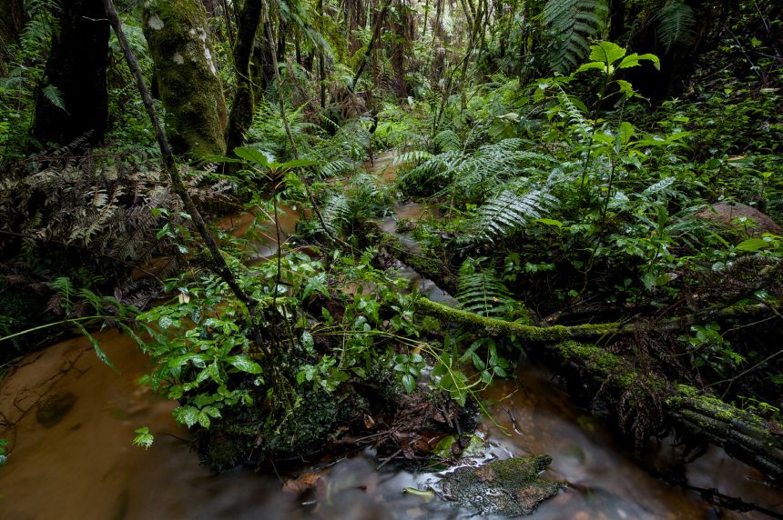 Nectophrynoides viviparus is found in a range of habitats in Tanzania.
