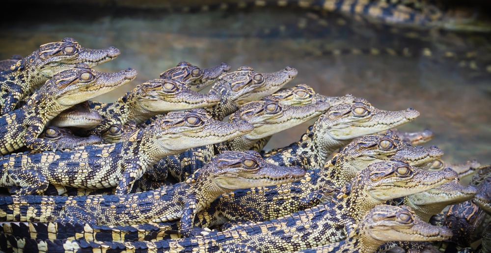 Nile Crocodile Hatchlings