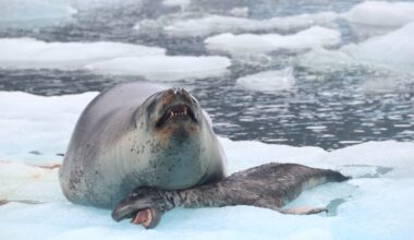 Why Won’t Nora The Leopard Seal Abandon Her Dead Pups?